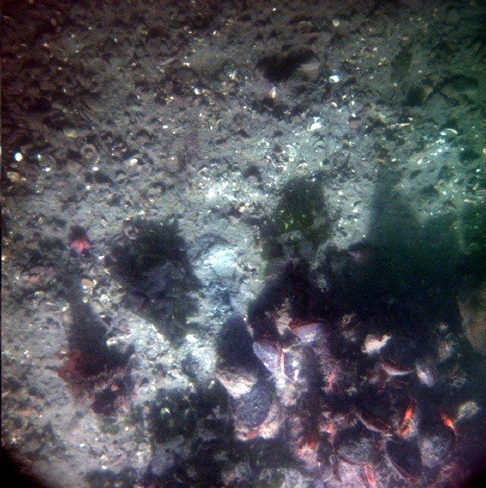 Специальные устройства ввода и обработки видеоизображения. Съемки подводного пространства Специальные устройства ввода и обработки видеоизображения. Съемки подводного пространства